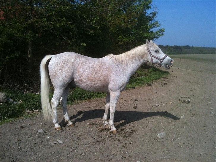 Anden særlig race shik - smuk dreng du min dreng  billede 7