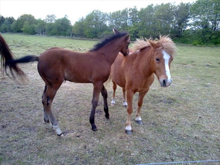 Oldenborg Stald Amour´s Jacuzzi billede 15