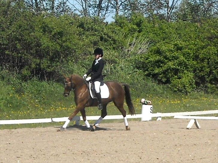 Hollandsk Sportspony Simone  - Simone og Julie til stævne :D billede 14