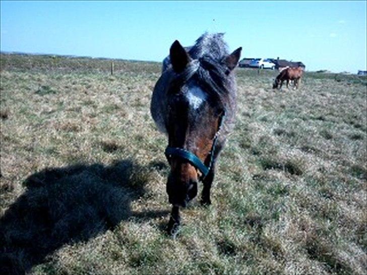 Anden særlig race Hara min lille skat R.I.P - Har du en god bid?:D
Fotograf: Mig billede 5