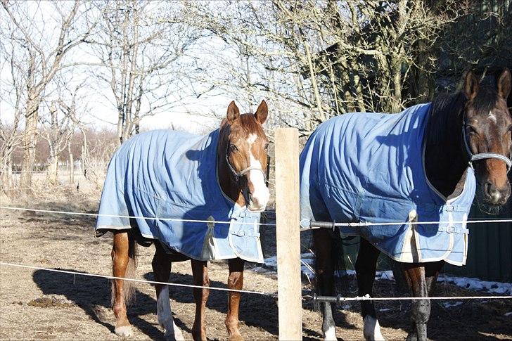 Dansk Varmblod Aluette †R.I.P?† - Aluette og lidt af Allegro :-) billede 14