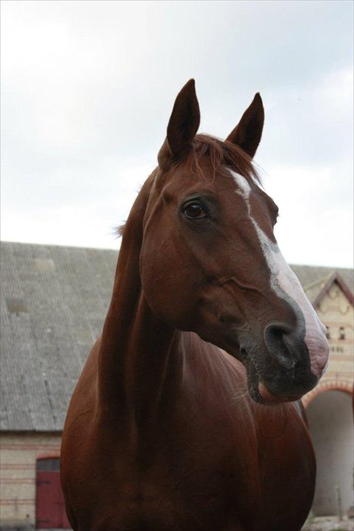 Dansk Varmblod Aluette †R.I.P?† - Det er så rart, når hun ser glad ud :-D billede 15