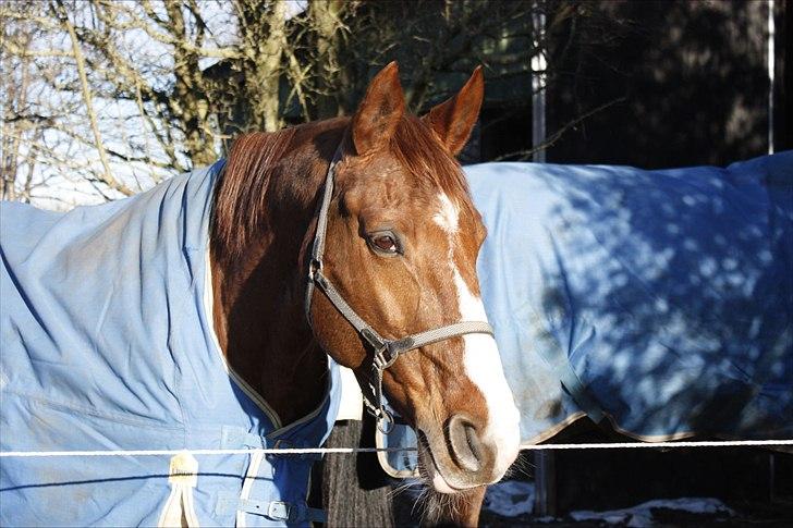 Dansk Varmblod Aluette †R.I.P?† - hej zøde... hæhæhææhæhææhæ billede 16