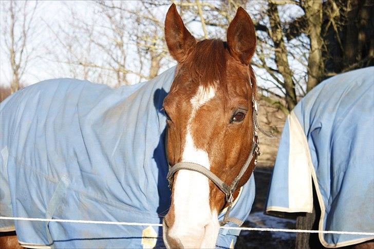 Dansk Varmblod Aluette †R.I.P?† - En flot alu, på en flot men lidt kold dag billede 17