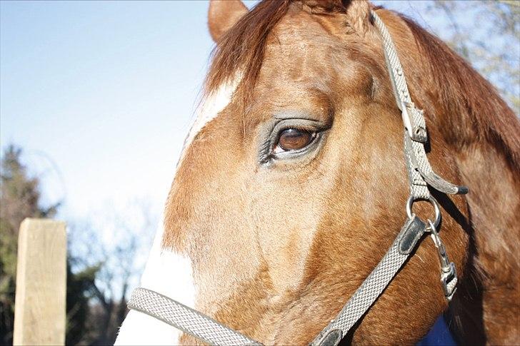 Dansk Varmblod Aluette †R.I.P?† - Flot, også selvom man er meget tæt på billede 18