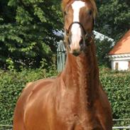 Hollandsk Varmblod Carlos (Cæsar) Solgt!!