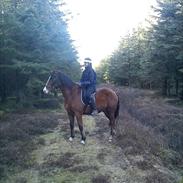 Anden særlig race REX