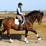 Dansk Varmblod Lipton