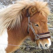 Shetlænder Fiona