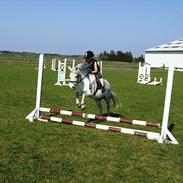 Welsh Pony (sec B) Calippo