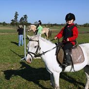 Welsh Pony (sec B) Calippo