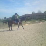 Anden særlig race Bonnie R.I.P