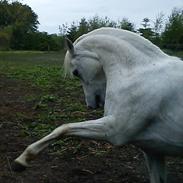 Welsh Pony (sec B) Lintelo Gratitude  (SOLGT)