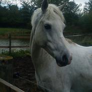 Welsh Pony (sec B) Lintelo Gratitude  (SOLGT)