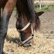 Anden særlig race Sille