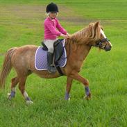 Anden særlig race Columbine