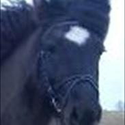 Islænder Drifa fra St. Sognstrup