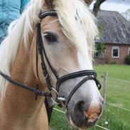 Haflinger Willie