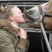 Haflinger Willie