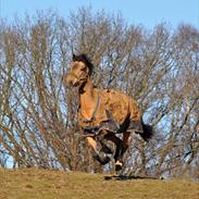 Anden særlig race Splint
