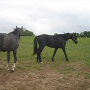 Dansk Varmblod Sandbæk's Isabel