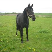 Dansk Varmblod Sandbæk's Isabel