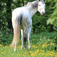 Trakehner Bint-Al-Hawa, (solgt 2011)
