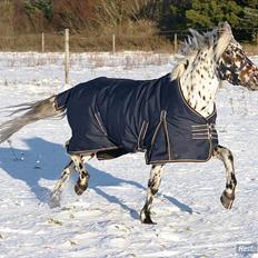 Knabstrupper Blæsbjerg's Amigo(Bandit) SOLGT