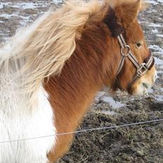Shetlænder Fiona