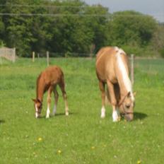 Palomino Dinah Divine