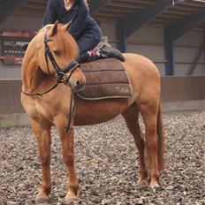 Anden særlig race Bonfire ( tidl. halvpart)