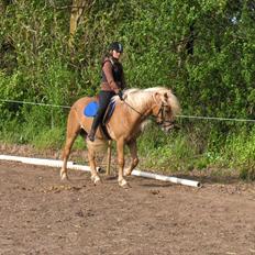Haflinger Anna-Bell