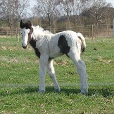 Irish Cob Stonewall Jackson