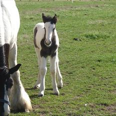 Irish Cob Stonewall Jackson