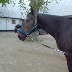 Traver Basse *Dixi Stenbäck*