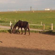 Traver Basse *Dixi Stenbäck*