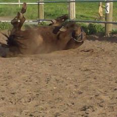 Traver Basse *Dixi Stenbäck*