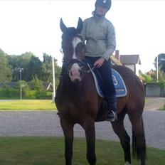 Svensk Varmblod Cordino R.I.P