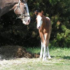 Appaloosa Hellmoose Conclusion