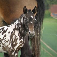 Knabstrupper Friis' Perle