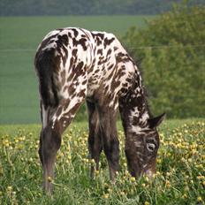 Knabstrupper Friis' Perle