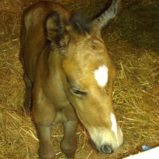 Anden særlig race Linde's Tzunami