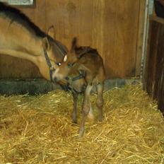 Anden særlig race Linde's Tzunami