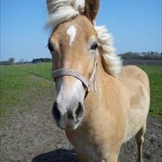 Haflinger Wild Wizard