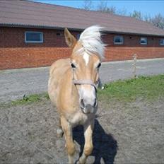 Haflinger Wild Wizard
