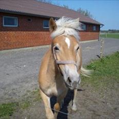 Haflinger Wild Wizard