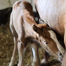 Anden særlig race Nice Surprice