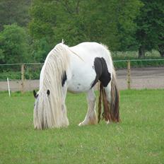 Irish Cob Karen af Høvegård
