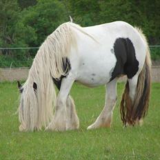 Irish Cob Karen af Høvegård