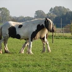 Irish Cob Karen af Høvegård